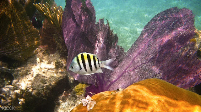 Snorkeling Koh Larn