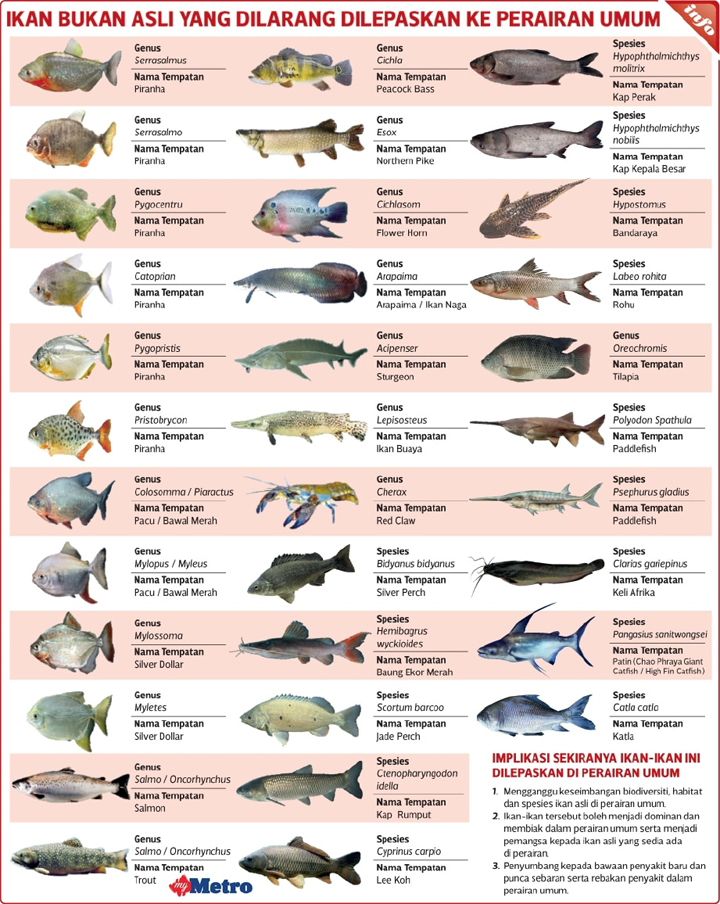 Kap dan Tilapia Ikan  Dilarang Dilepaskan ke Perairan Malaysia 