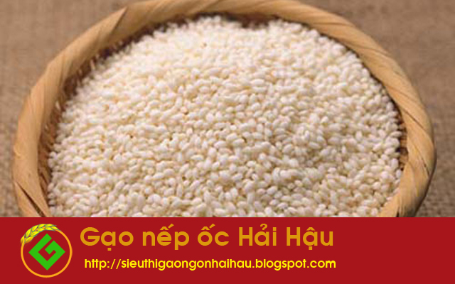 Gạo nếp ốc Hải Hậu - Thứ quà lưu giữ hương vị quê hương