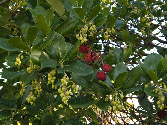 Frutti e Fiori Arbutus unedo