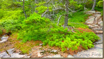 Gorham mt hike_013