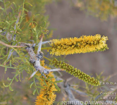 Prosopis species