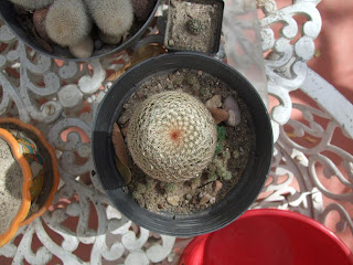 Mammillaria Matudae, cactus