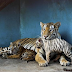 Havana Zoo Tampilkan Harimau Putih Langka