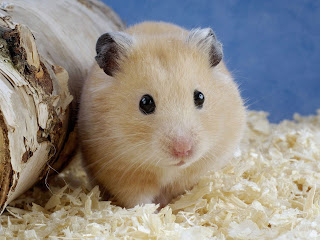 Hamster Wallpapers