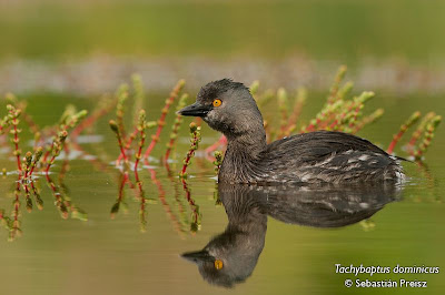 Least Grebe