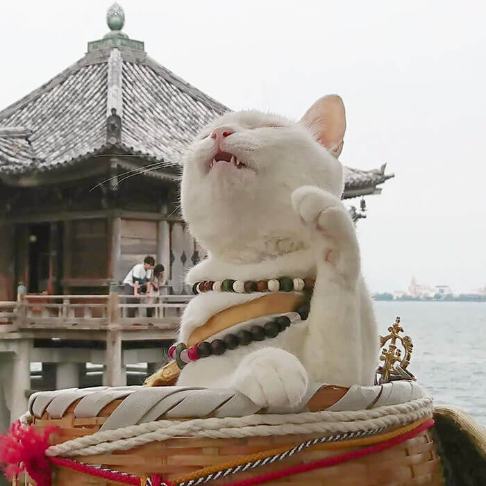 There Is A Japanese Cat Shrine, And Its Monks Are Adorable