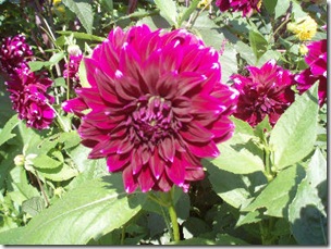 dahlia-morkrosa
