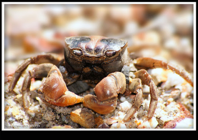 swamp crab picture