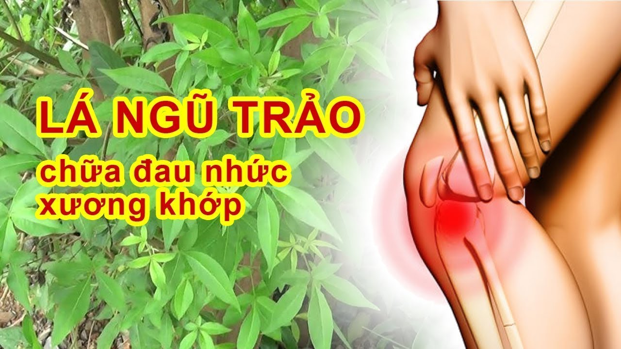 Cây Ngũ Trảo Trị Dứt Điểm Bệnh Đau Xương Khớp