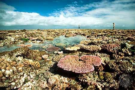 Great Barrier Reef: Kumpulan Terumbu Karang Terbesar di Dunia