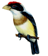 Barbudo lomiblanco, barbet de manto blanco Capito hypoleucus