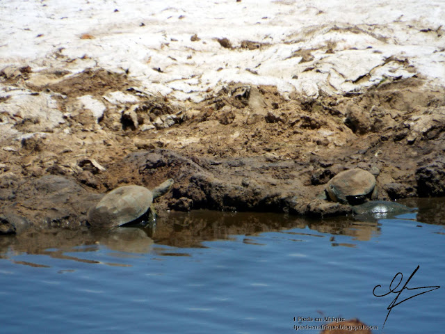 On trouve également des tortues dans le parc Addo