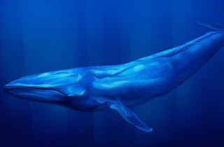 Blue whale