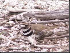 Killdeer, Nesting, Crane Creek, 22 Apr 06-2