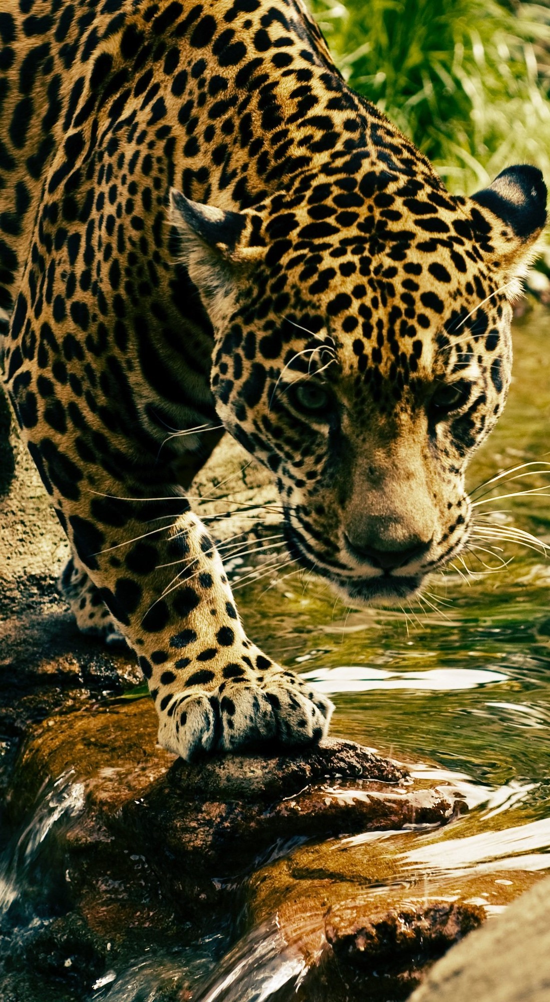 Leopard crossing a river.