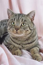 Cãopanhia dos Bichos: Gatos: British Shorthair
