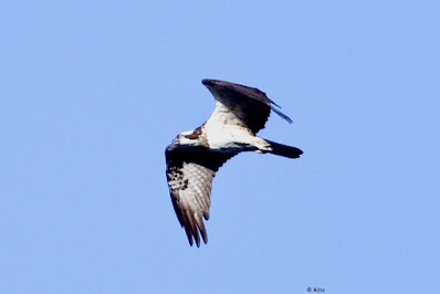 Osprey - Pandion haliaetus Osprey -