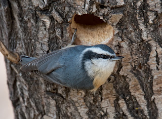 Wildlife Photography