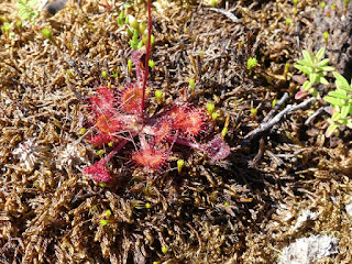 Droséra à feuilles rondes - Drosera rotundifolia