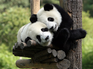 Two Love Panda wallpaper