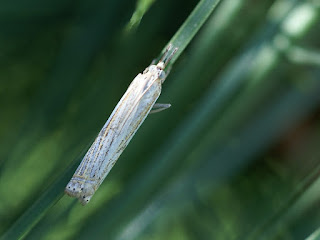 Possiblement Microlépidoptère de la tribu des Crambini