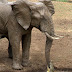Elephant+vs+crocodile+(1)