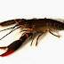 Analisa Usaha Pembesaran Lobster Air Tawar