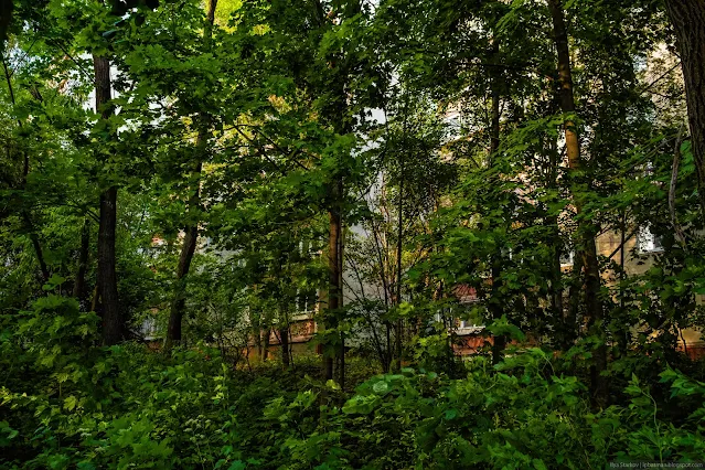 Заросли перед многоэтажкой