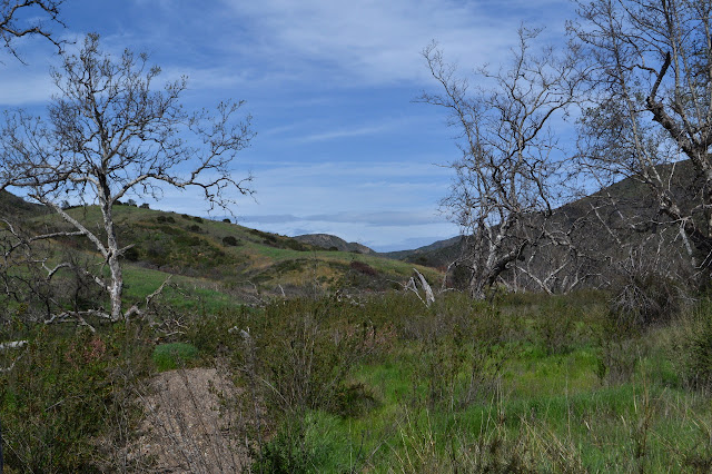 across the canyon and budding sycamore trees