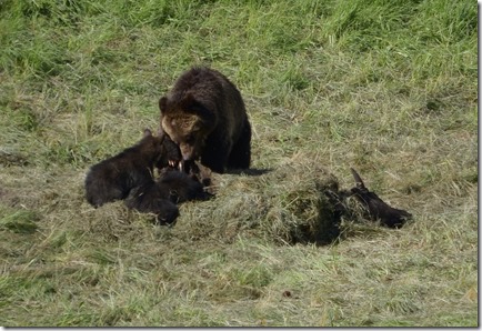 Bears2