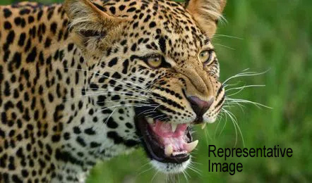 Leopard strays into Sibsagar Commerce College