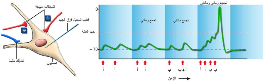 الشكل 1-11: التجميع المكاني و التجميع الزماني.