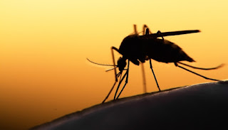 Pesquisadores desenvolveram um teste para detectar quais pacientes podem ficar gravemente doentes com o vírus da dengue transmitido por mosquitos.