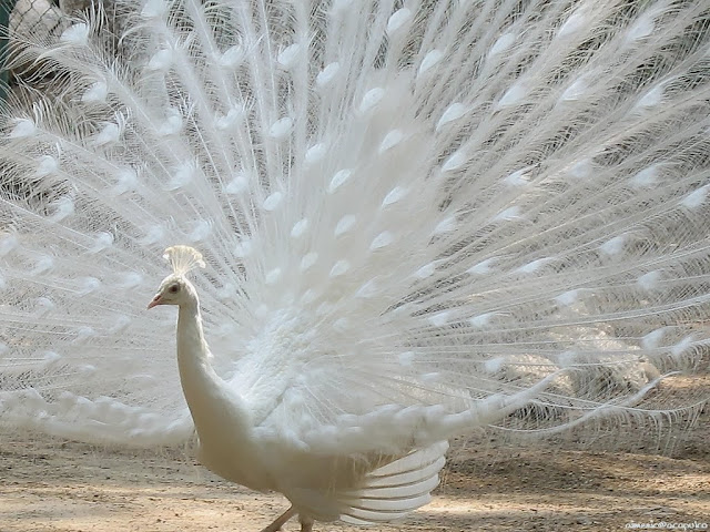 Peacock Wallpapers HD