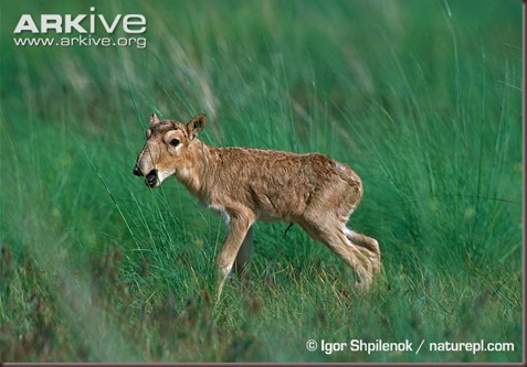 ARKive image GES034954 - Saiga antelope