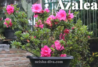 Bunga Azalea (Rumah Bunga Neisha)