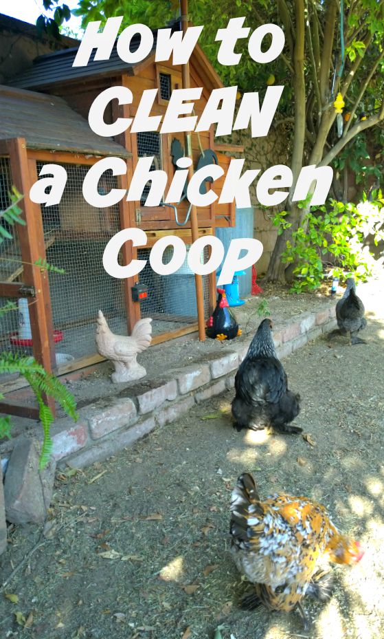 How to clean a coop, chicken coop cleaning supplies