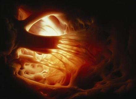 inside-heart