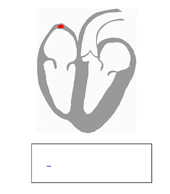 partes del corazon. partes del corazon. partes del