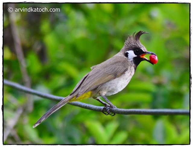 Himalayan Bulbul, Wild Cherry, White Checked Bulbul