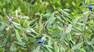 White-browed Purpletuft and two Short-billed Honeycreeper