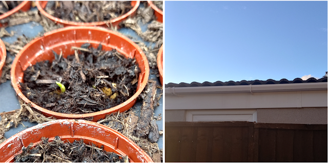 Growing seeds and blue sky