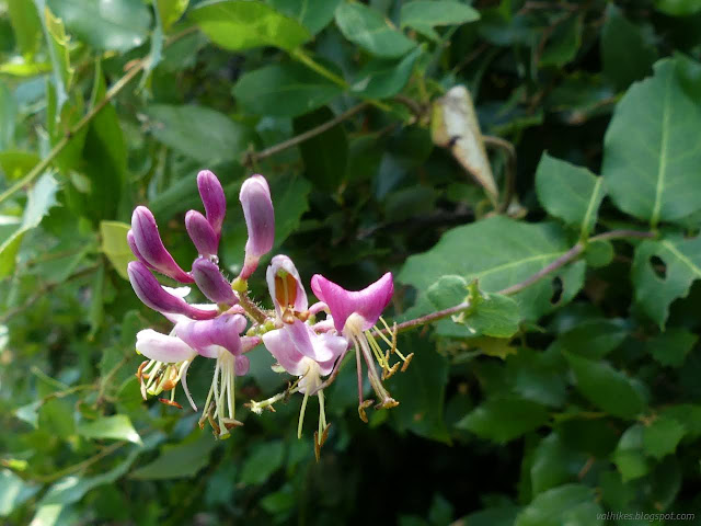 30: pink flowers