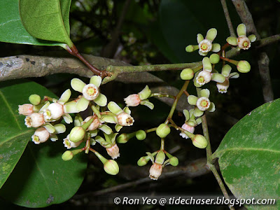 Nyireh Bunga (Xylocarpus granatum)