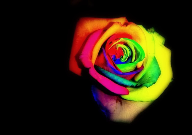 Best Rainbow Flower HD Wallpaper Free