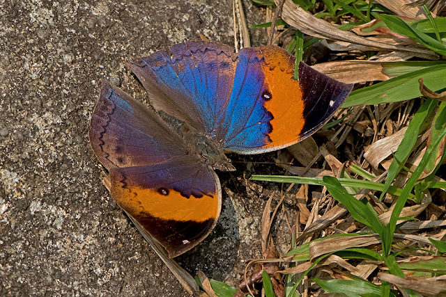 Kallima inachus the Orange Oak Leaf butterfly