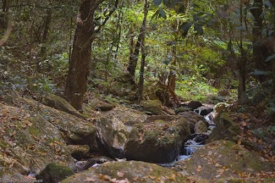 FLORESTA ESTADUAL DE BEBEDOURO - SP