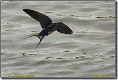 Brandon Marsh D50  29-04-2012 13-35-29