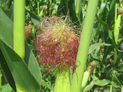 Fiore Femminile Zea mays